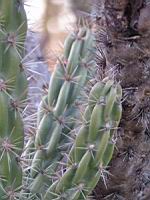 Cylindropuntia Kleiniae (fam Cactacees) (S-O USA, Mexique) (4) (Photo F. Mrugala)